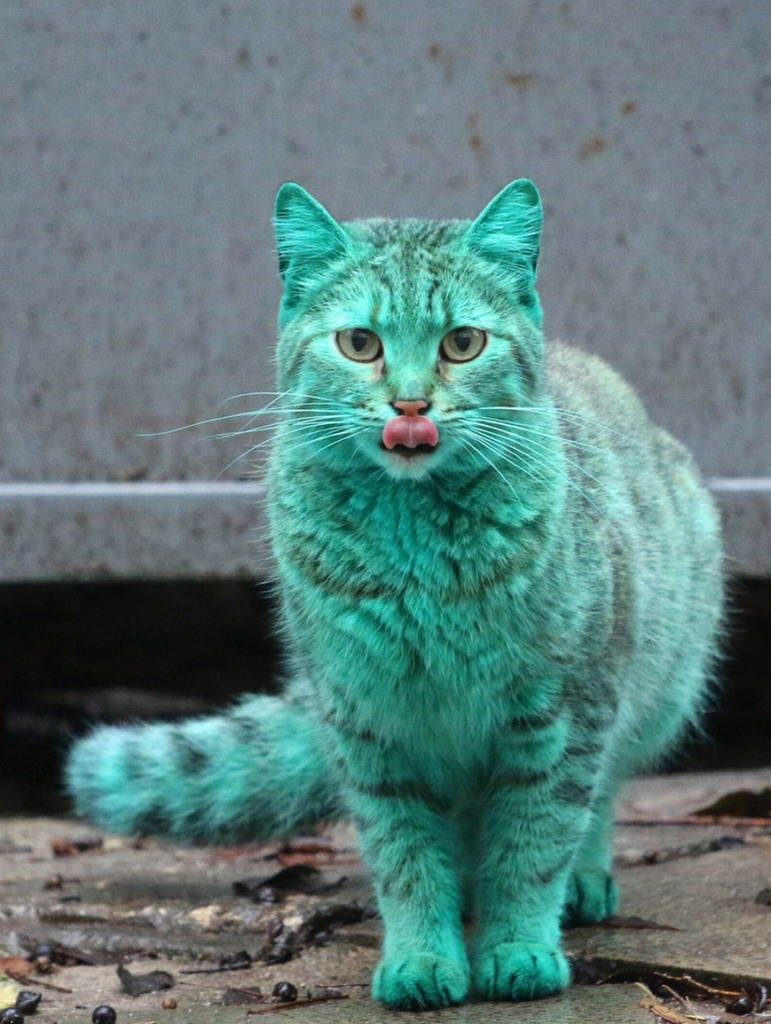 GATO VERDE